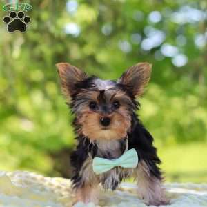 Ollie, Yorkie Puppy